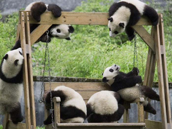 panda daycare 5
