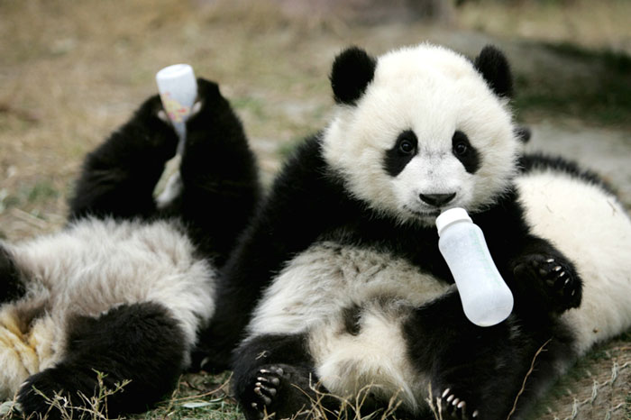 panda daycare 6
