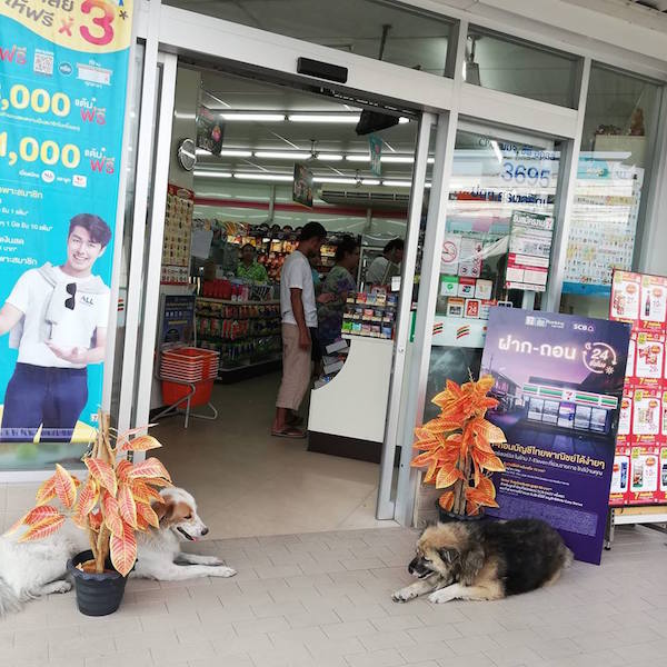 711 dogs 2