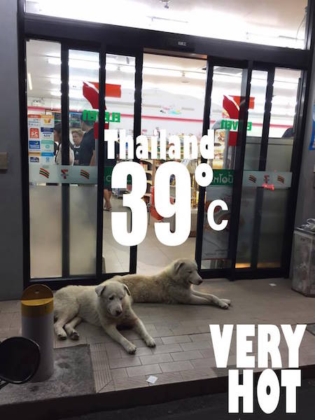 711 dogs 3