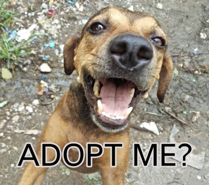 Adopt Dogs 2