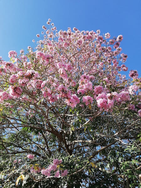 Bohol cherry blossom