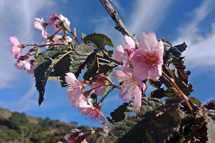 benguet cherry blossom