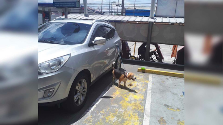 dog tied to car