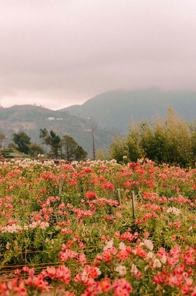 northern blossom flower farm 2