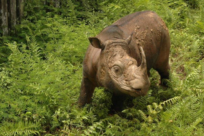 WWF Malaysia Sumatran Rhino