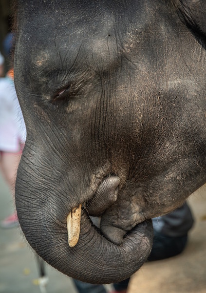 Real-Life 'Baby Dumbo' Dies After Being Forced to Perform for Tourists at Zoo 2 baby dumbo 2