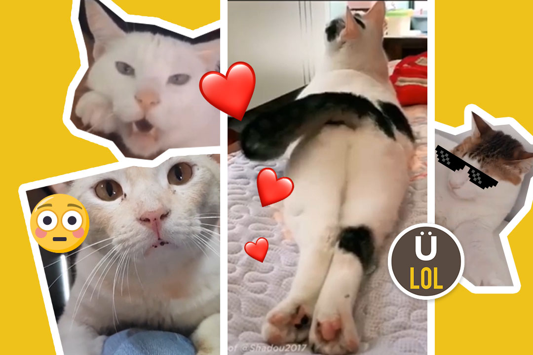 cats u lol thumb