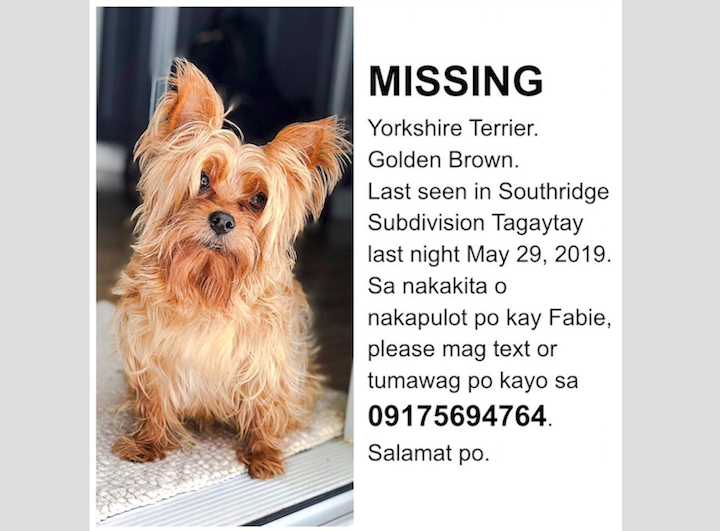 fabie missing dog