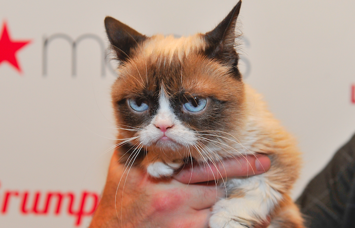 grumpy cat