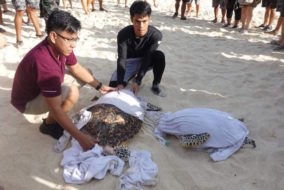 LOOK: Hawksbill Sea Turtles are Released Back Into the Ocean in Boracay ...
