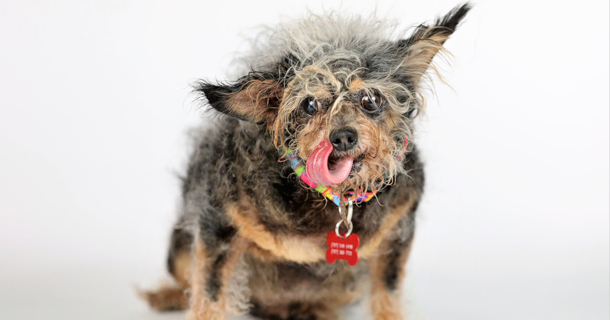 Scamp the Tramp header