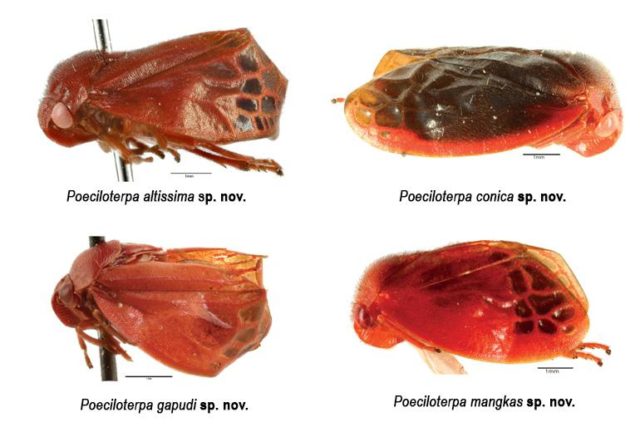 bugs