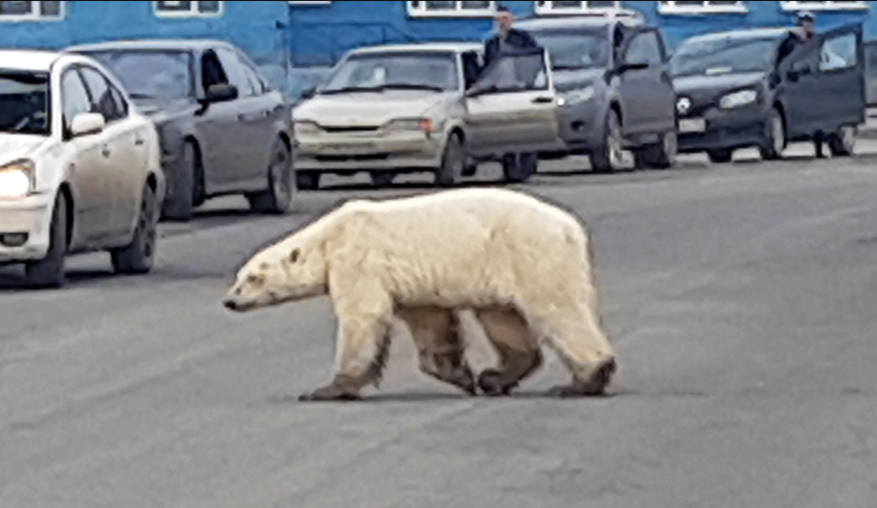 polarbear 5d0e373765804