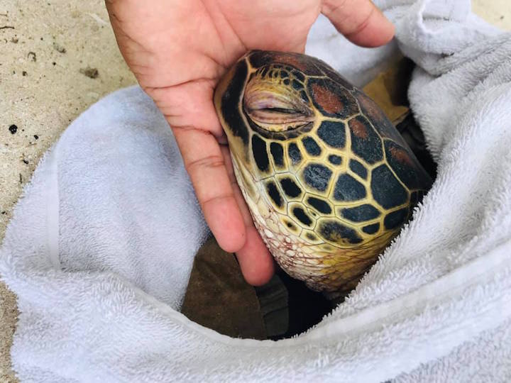 wounded sea turtle
