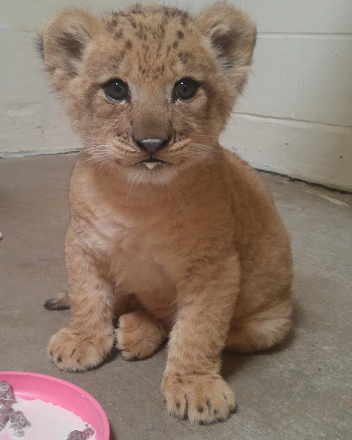 Meet 'Bahati': The Cub who plays Simba in The Lion King 3 8e2c38425d385fbda588606bceae39af