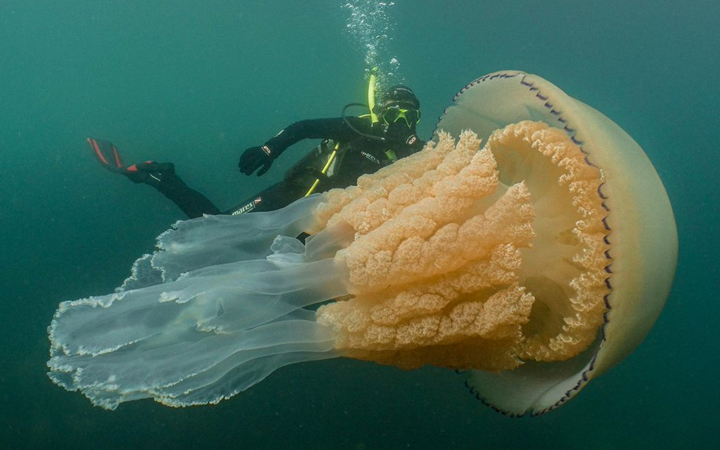 giant barrel jellyfish