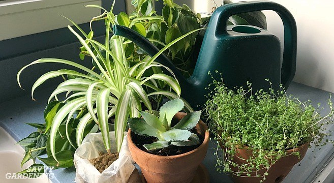 houseplant fertilizer featured