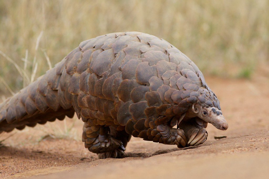 pangolin