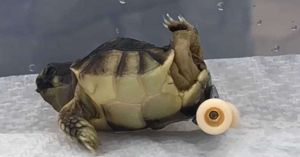 AAGdDEN