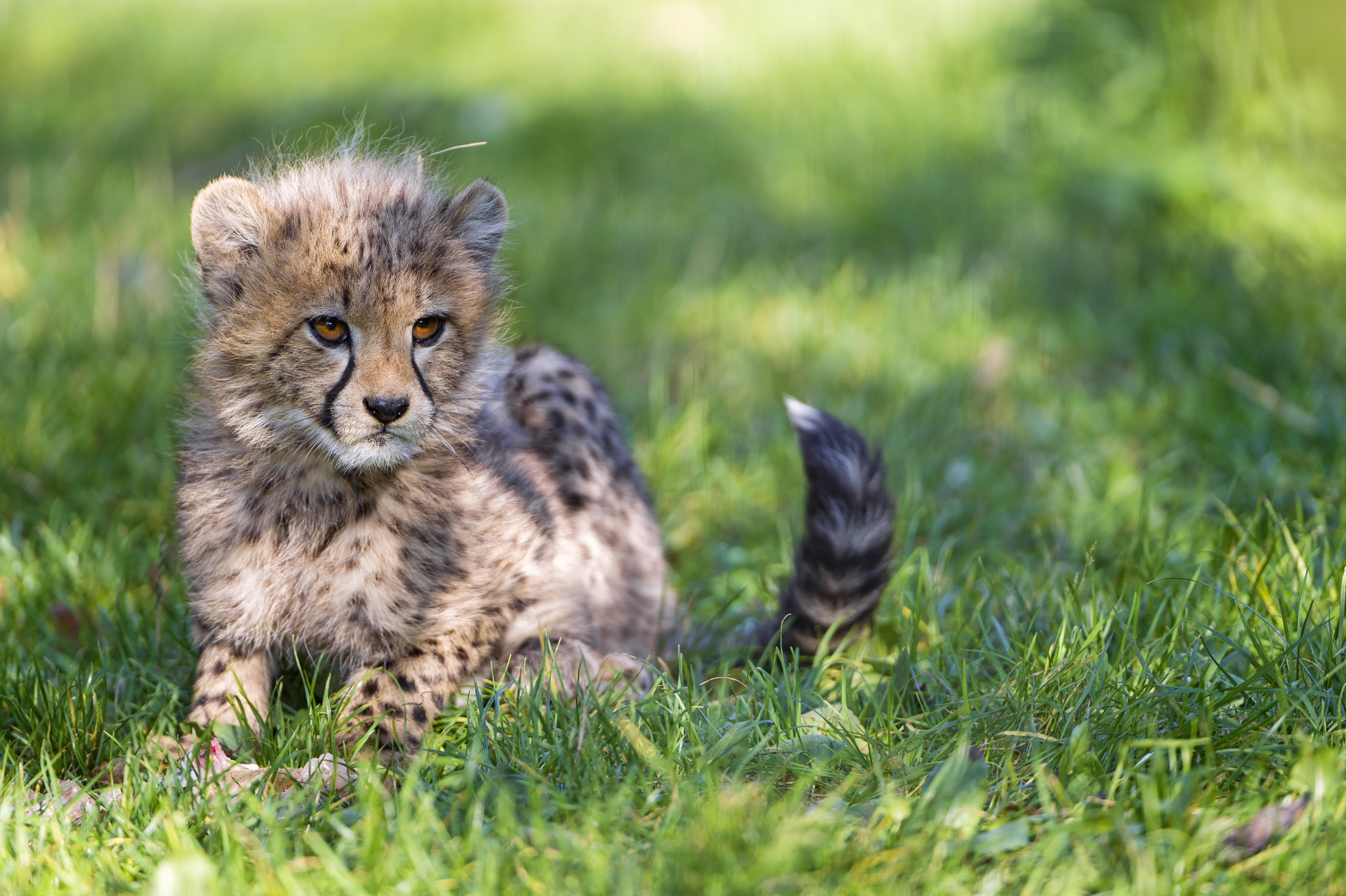 baby cheetah endangered illegal trafficking