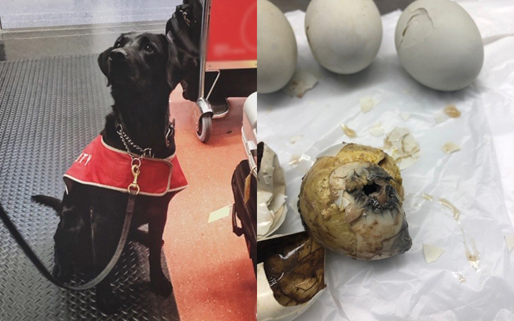 dog finds balut in bag