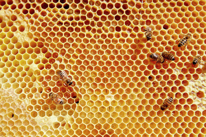 millions bees dead in brazil