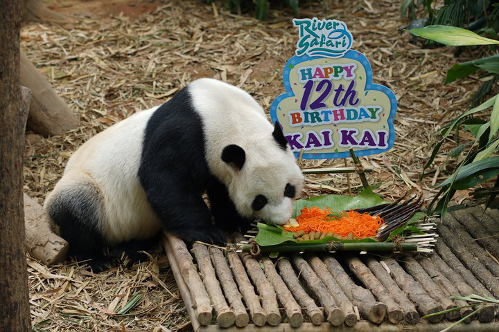 giant pandas birthday noodles 1