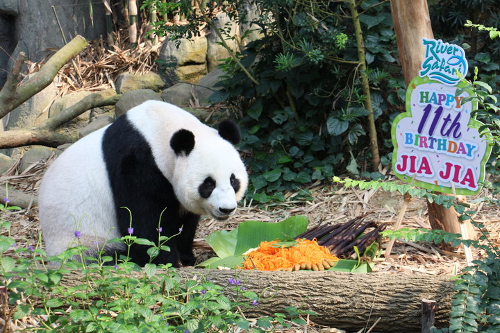 giant pandas birthday noodles 2