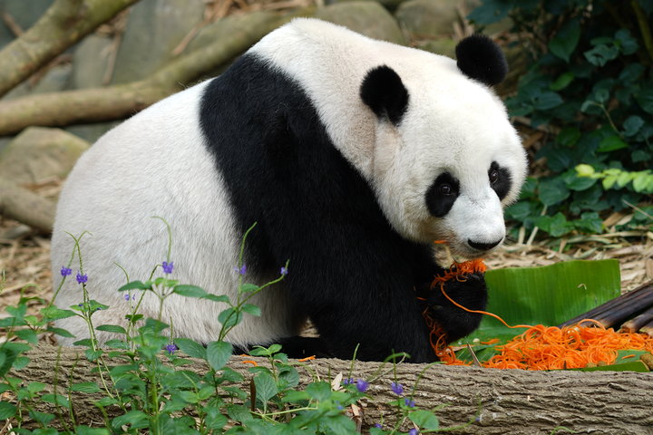 giant pandas birthday noodles 4