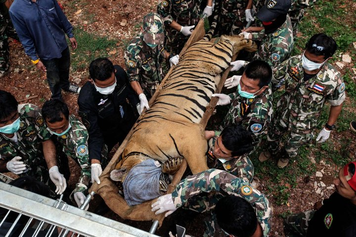 tiger temple thailand dead tigers