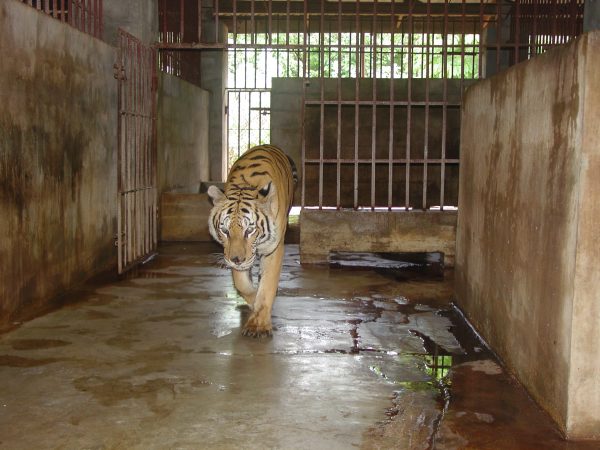 tiger temple thailand