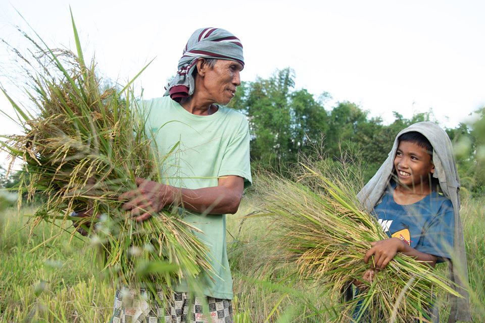 Our Struggling Filipino Rice Farmers Why you should care and how you can help 6