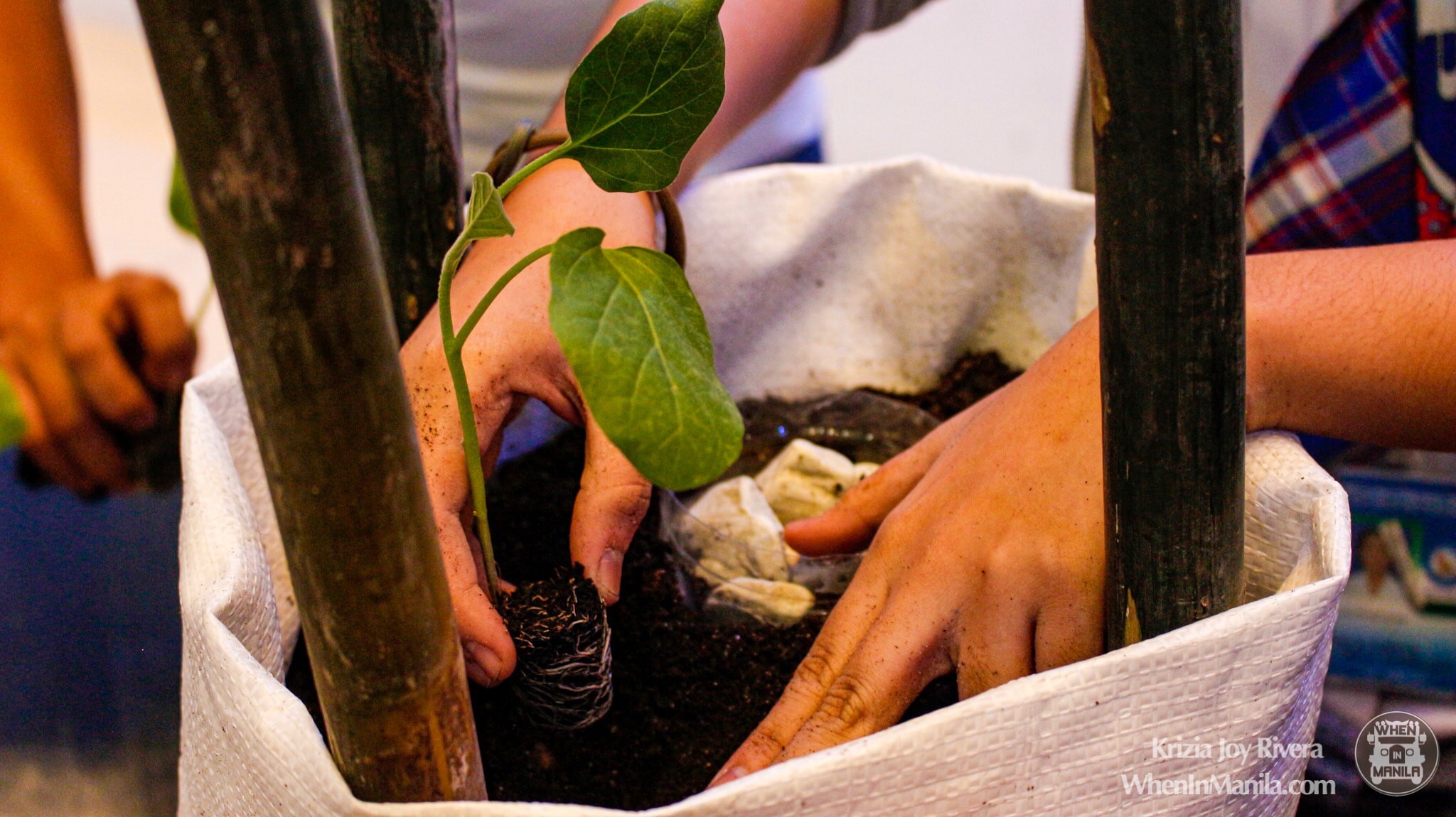 planting