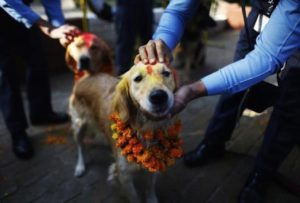 dog festival nepal