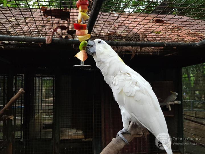 Manila Zoo Australian Cockatoo