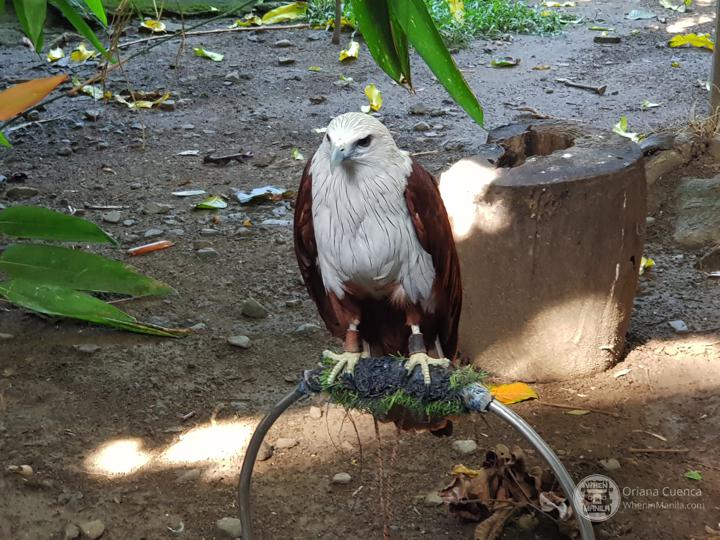 Manila Zoo Eagle