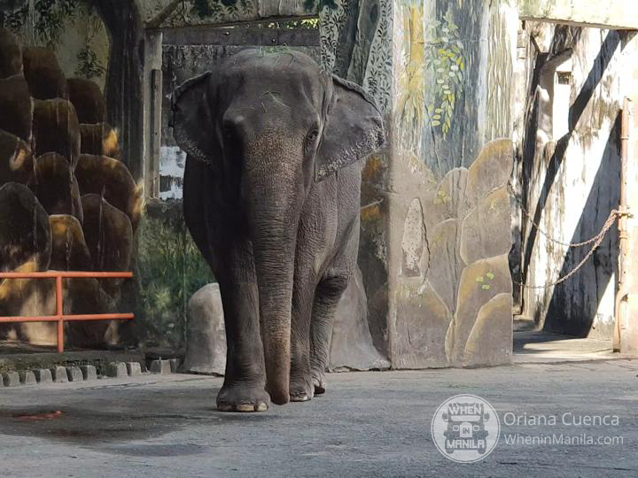 Manila Zoo Elephant
