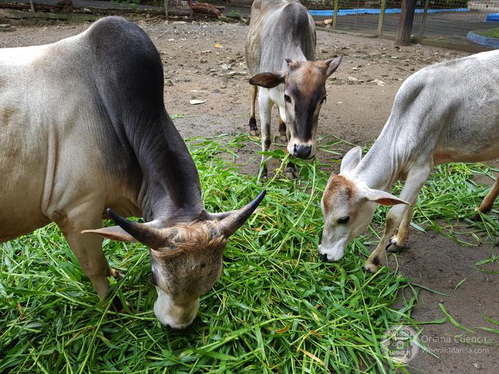 Manila Zoo Goats