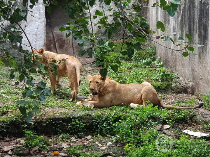 Manila Zoo Lions