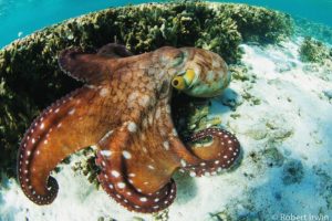 Robert Irwin photography octopus