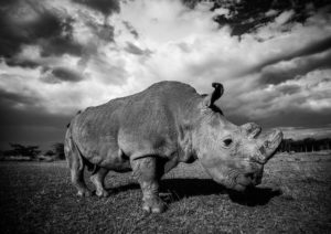 Robert Irwin photography rhino