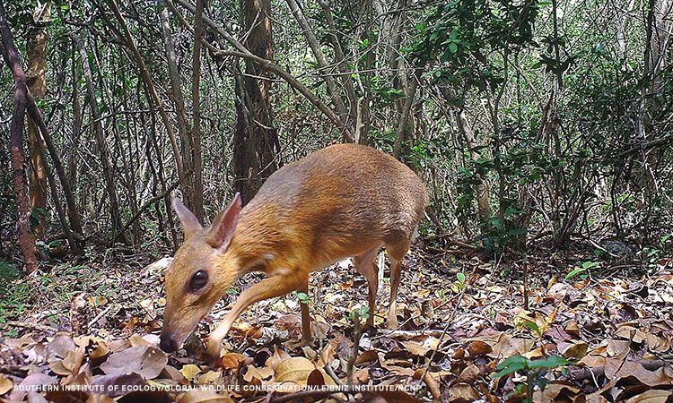 vietnam mouse deer rare species