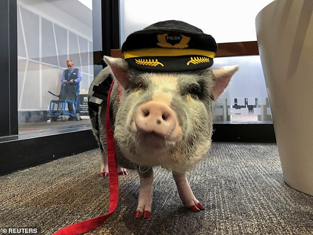 Lilou Airport Therapy Pig
