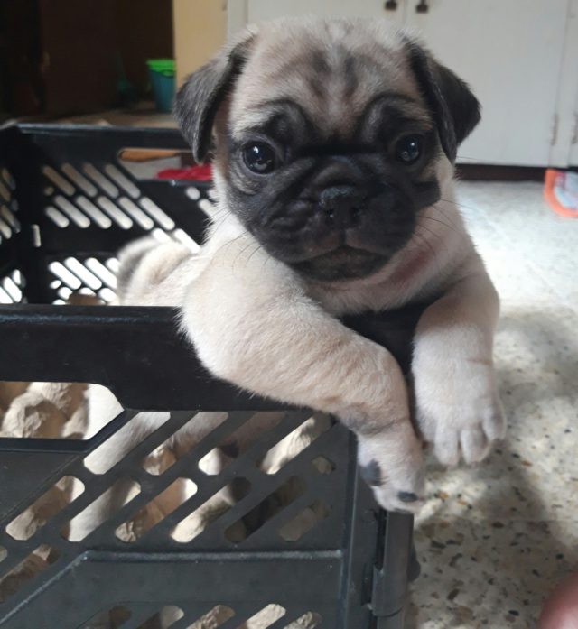 Relatable pugs 4