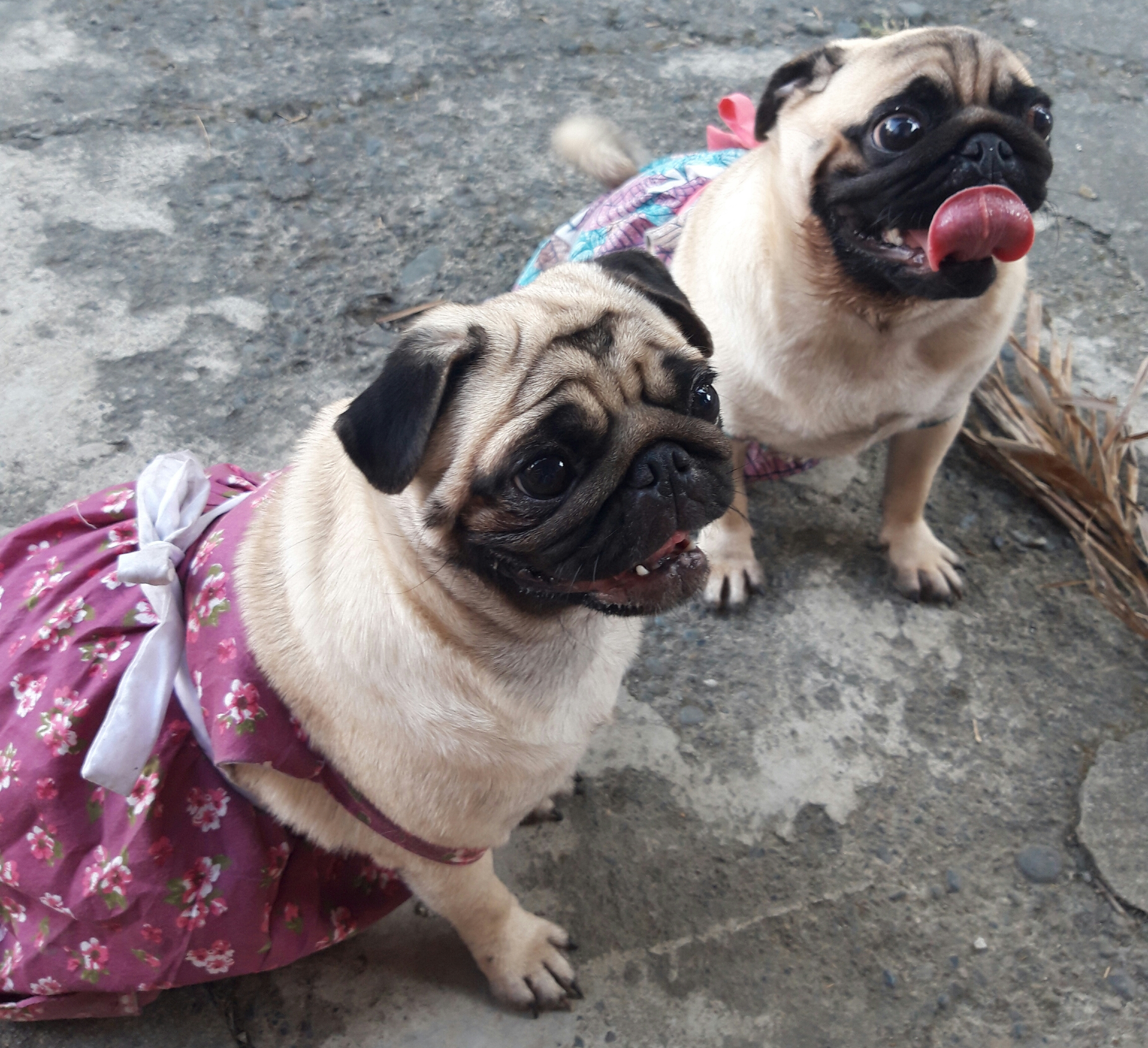 Relatable pugs 8
