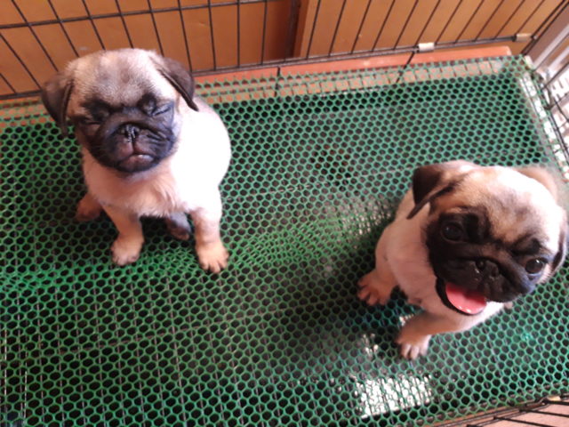 Relatable pugs1