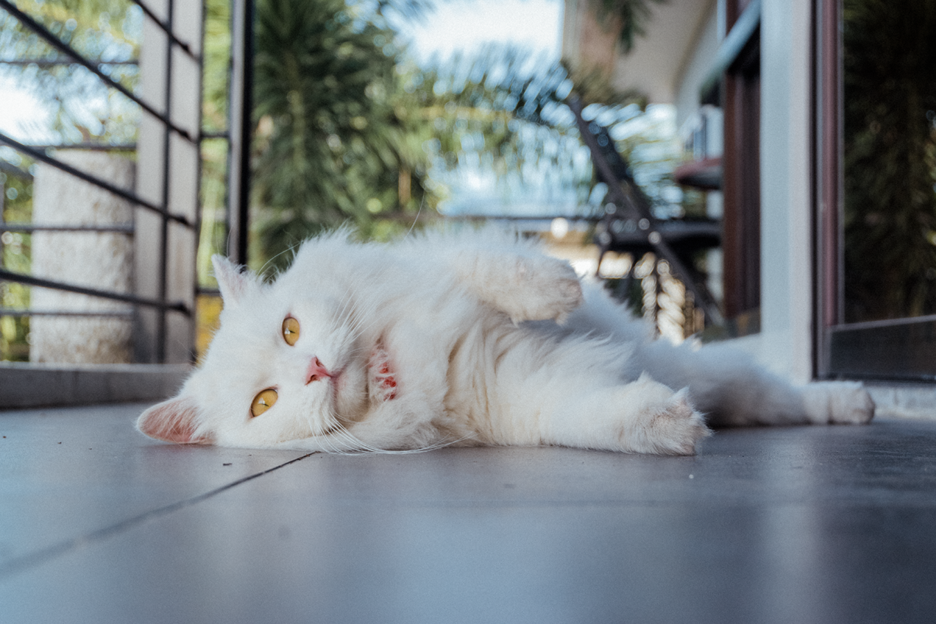 These Funny Pet Stories Will Show You Why Having a Pet is the Best Thing Ever 2