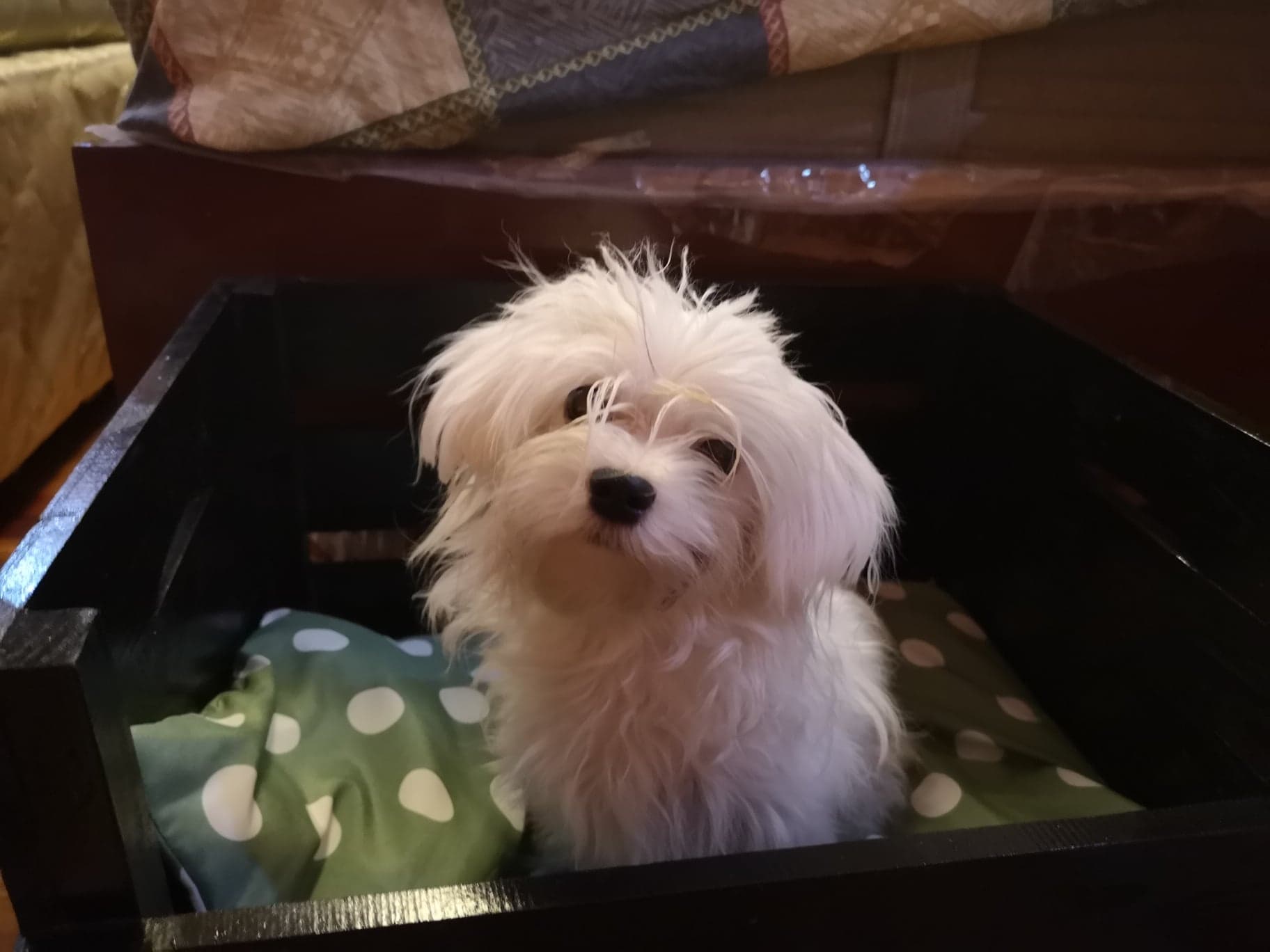 These Funny Pet Stories Will Show You Why Having a Pet is the Best Thing Ever 5