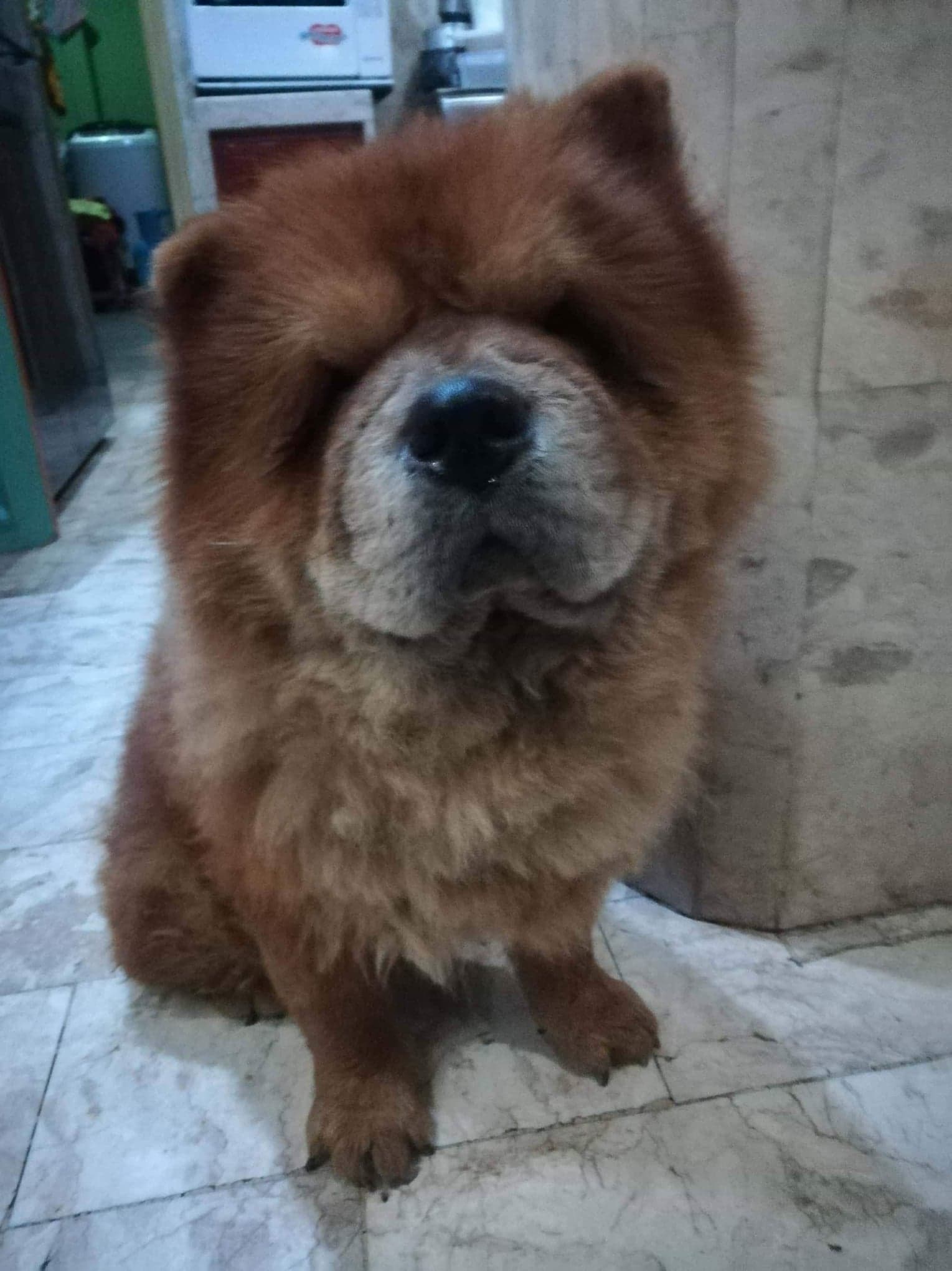 These Funny Pet Stories Will Show You Why Having a Pet is the Best Thing Ever 6